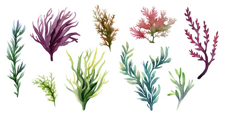 Seaweed underwater plants. Green Laminaria watercolor illustration isolated on white background. Nautical