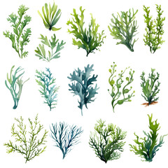 Seaweed underwater plants. Green Laminaria watercolor illustration isolated on white background. Nautical set