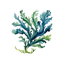 Seaweed underwater plants. Green Laminaria watercolor illustartion isolated on hite background. Nautical