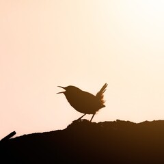 Silhouette of a Wren singing