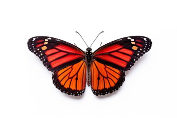 Fototapeta na wymiar Beautiful red monarch butterfly isolated on white background. Butterfly. Generative Ai
