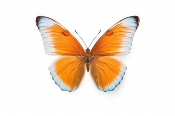 Fototapeta na wymiar A beautiful butterfly isolated on white background. Butterfly. Generative Ai