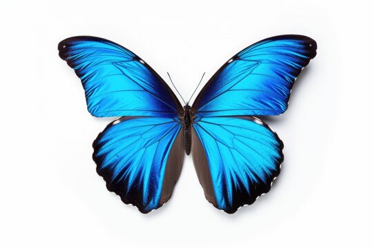 Blue tropical butterflies isolated on white background. Butterfly. Generative Ai