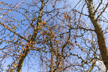 larch tree in sunny weather in early spring