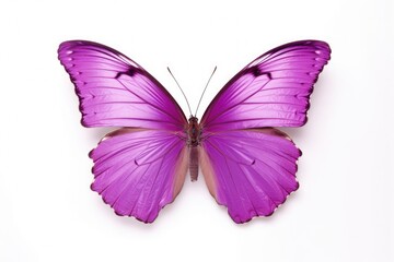 Fototapeta premium Soaring purple butterflies isolated on white background. Butterfly. Generative Ai