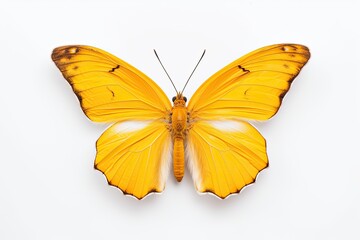 Obraz premium A yellow butterfly isolated on white background. Butterfly. Generative Ai
