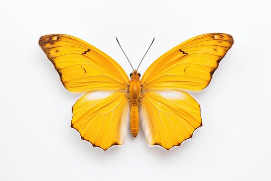 A yellow butterfly isolated on white background. Butterfly. Generative Ai