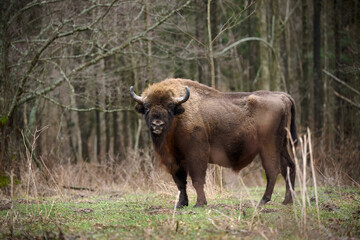 European Bison - Majestic wildlife portrait in its natural habitat. Perfect for nature-themed projects.