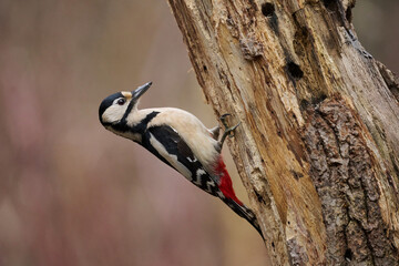 Female great-spotted woodpecker