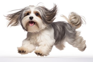 Jumping Moment, Lhasa Apso Dog On White Background. Jumping Moment, Lhasa Apso, White Bg, Dog Breeds, Exercises For Dogs, Caring For Dogs, Grooming Dogs, Dog Training.  - obrazy, fototapety, plakaty
