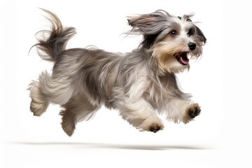 Jumping Moment, Lowchen Dog On White Background . Jumping Moment, Lowchen Dogs, White Backgrounds, Dogs As Pets, Breeds Of Dogs, Dog Training, Grooming A Dog, Dog Care. 