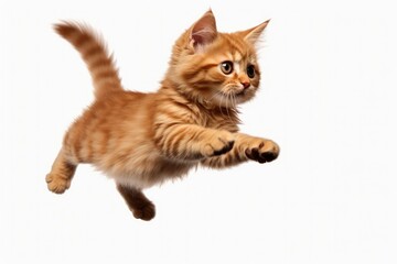 Jumping Moment, Pixiebob Cat On White Background. Jumping Moment, Pixiebob Cats, White Backgrounds, Cat Breeds, Cat Photography, Pet Care, Pet Grooming, Animal Care. 