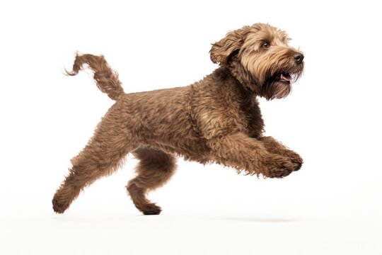 Jumping Moment, Labradoodle Dog On White Background. Jumping Moment, Labradoodle, White Background, Photography, Pet Care, Grooming, Training, Exercise. 