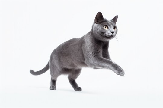 Jumping Moment, Russian Blue Cat On White Background. Jumping Moment, Russian Blue Cats, White Backgrounds, Photographing Cats, Posing Tips, Editing Photos. 