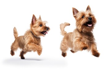 Jumping Moment, Two Norwich Terrier Dogs On White Background. Jumping Moment, Two Norwich Terrier Dogs, White Background, Norwich Terrier Breed History. Generative AI