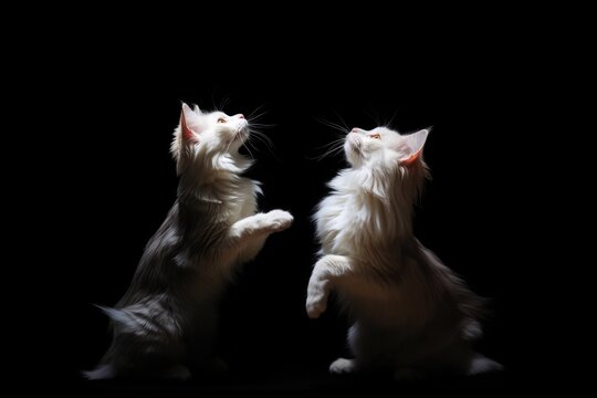 Jumping Moment, Two Turkish Angora Dogs On Black Background. Jump Techniques, Turkish Angora Breeds, Photographing Dark Scenes, Photographing Pets. Generative AI