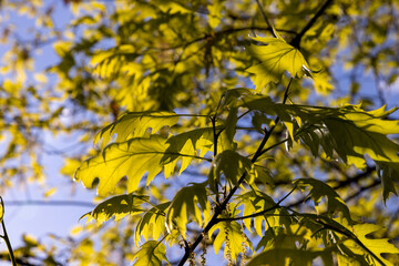translucent spring oak foliage and oak catkins during flowering