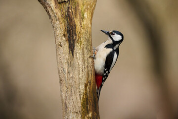 Female great-spotted woodpecker