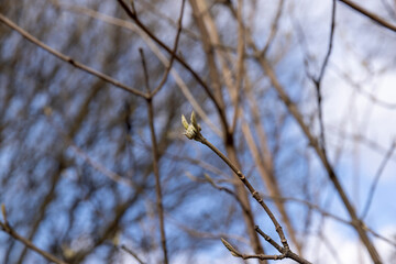 Tall deciduous trees in early spring without foliage