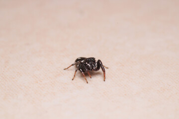 little jumping spider macro photo