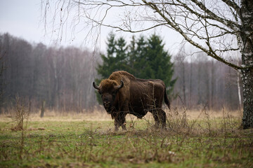 European Bison - Majestic wildlife portrait in its natural habitat. Perfect for nature-themed projects.