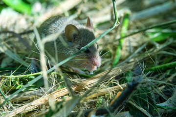 Possibly wild house mouse (Mus musculus) in the suburbs of Abu Dhabi, United Arab Emirates