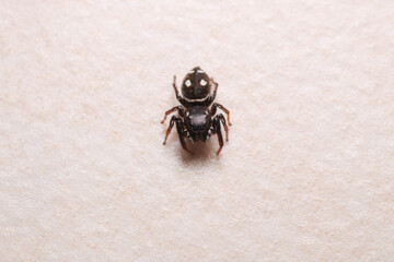 little jumping spider macro photo