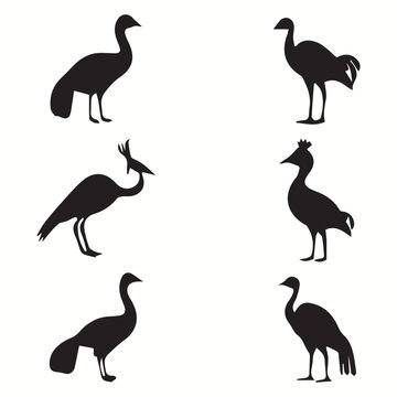 Dodo silhouettes and icons. Black flat color simple elegant Dodo animal vector and illustration.