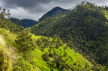 Cocora