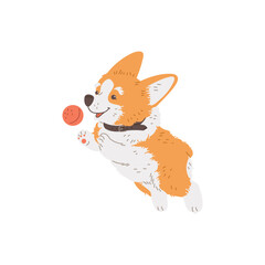 Cartoon Corgi purebred breed of furry dog jumping for the ball, cute smiling corgi puppy fun to play vector illustration