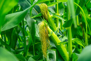 Green corn field with corn cobs close up