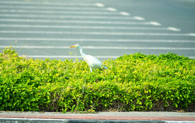The buff-backed heron (Bubulcus ibis) feeds, collects insects on the lawns of the city. Dubai