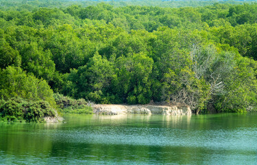 Coastal mangrove forests on the coast of the Persian Gulf