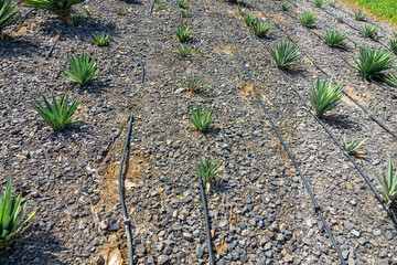 Drip irrigation water pipes (drip system) in the desert, green succulents. Arabian Peninsula