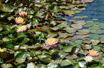 USA California Los Angeles Playa Vista May 8 2023 lilies on the water at the pond in the park
