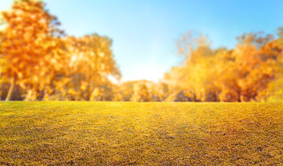 orange fall leaves in forest, autumn natural field background with blurred bokeh and sun rays