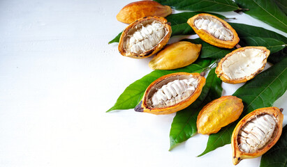 Top view of half-ripe cacao pods and white cocoa seed with green cocoa leaf on white background
