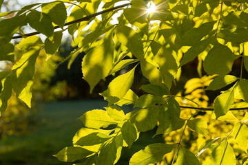 Maple tree during the autumn season