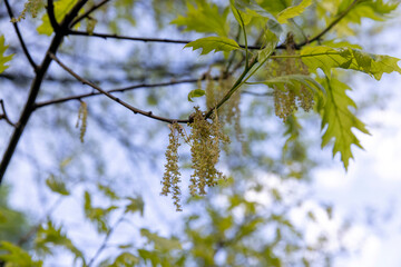 oak foliage and flowers in the spring season