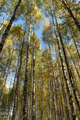 Obraz premium Autumn forest with a large number of birch trees