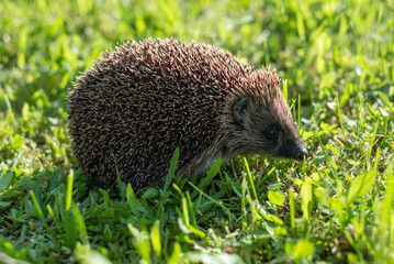 Little cute hedgehog in the garden in the green grass