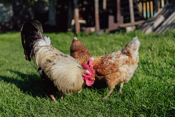 Rooster and chickens. Free-range poultry in the yard