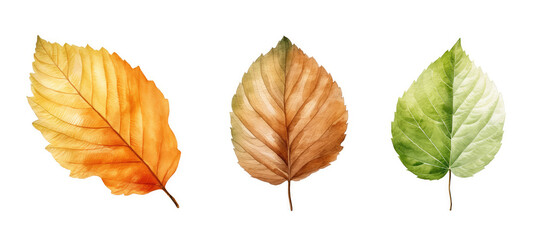maple beech leaf watercolor ai generated