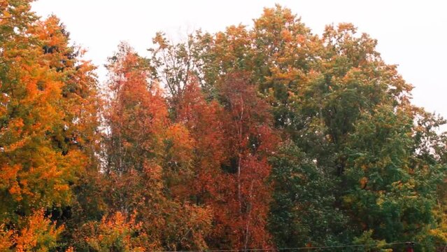 Autumn weather. Heavy rain and wind gust in the autumn yellow forest. The wind bends and shakes the colorful trees and tears off the leaves