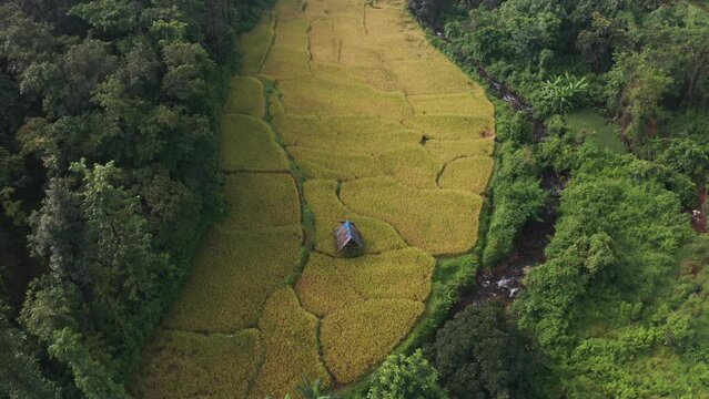 Fly Back Over Golden Fields With Dense Forest Near Cotigao Wildlife Sanctuary, Netravalim, South Goa, India. Aerial Drone Shot 