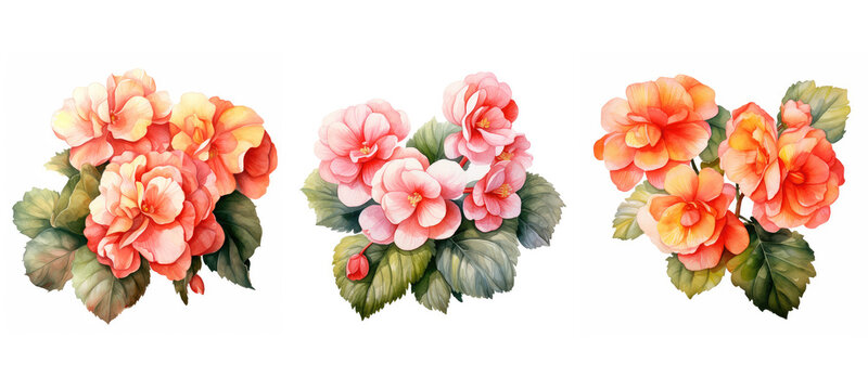 nature begonia flowers watercolor ai generated