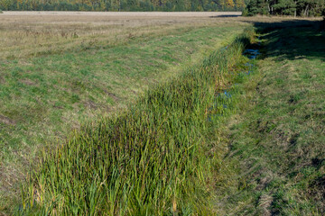 Green grass with a lot of damage and defects