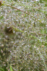 Water droplets on a grass in the rain