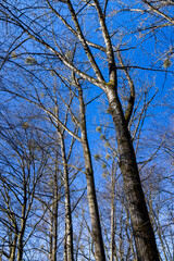 the tops of various deciduous trees in the spring season