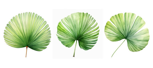 natural chinese fan palm leaf watercolor ai generated